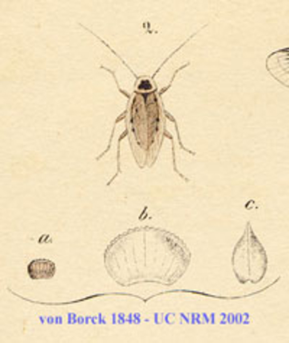 Vuxen hona och äggkapsel i förstoring, detalj från handkolorerad plansch från von Borcks Skandinaviens rätvingade insekters naturalie-historia anno 1848.