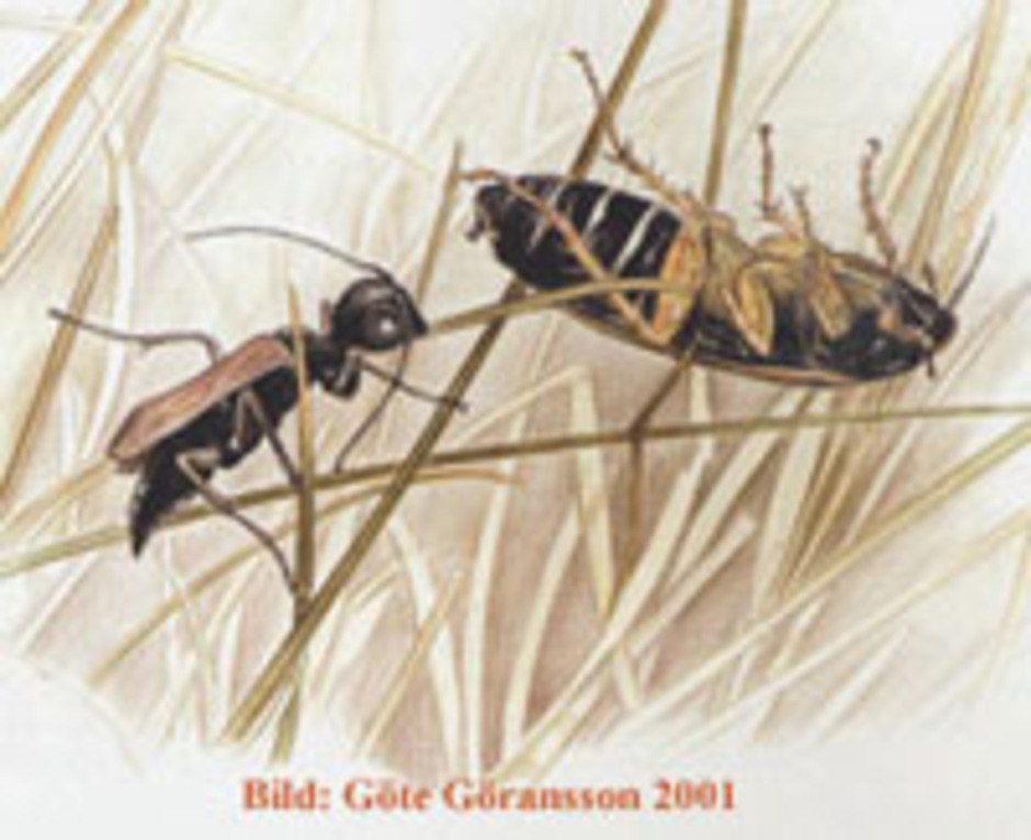 En Dolichorus bedövar en kackerlacka, från Göte Göranssons (2001) Mina insektsvandringar.