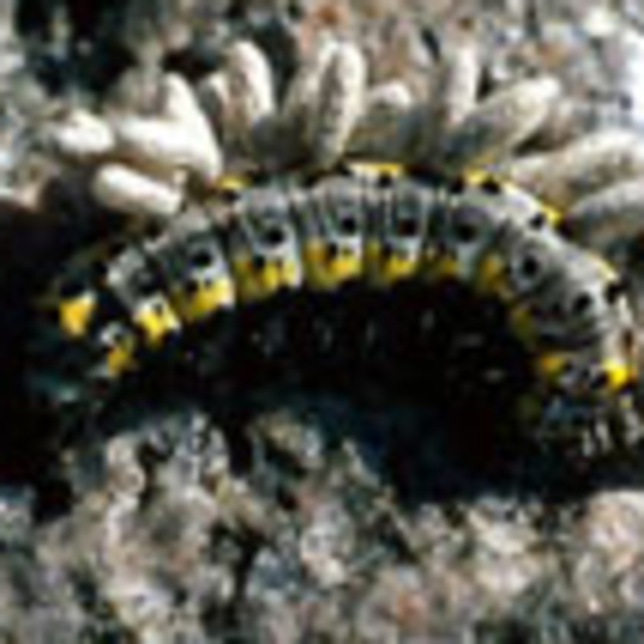 Blåhuva, Diloba caeruleocephala, angripen av parasitoidsteklar, vars puppor sitter utanpå larven. Längd: cirka 40 mm. Foto: Lars-Åke Janzon