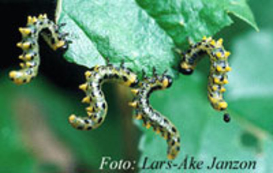 Växtstekellarver, Croesus sp., i alarmställning. Längd: cirka 25 mm. Foto: Lars-Åke Janzon