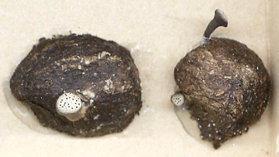 Liten fatsvamp, Poronia erici, på fårdynga insamlad av Thor-Björn Engelmark i Extremadura i Spanien 19 april 1988. Ur Naturhistoriska riksmuseets samlingar.