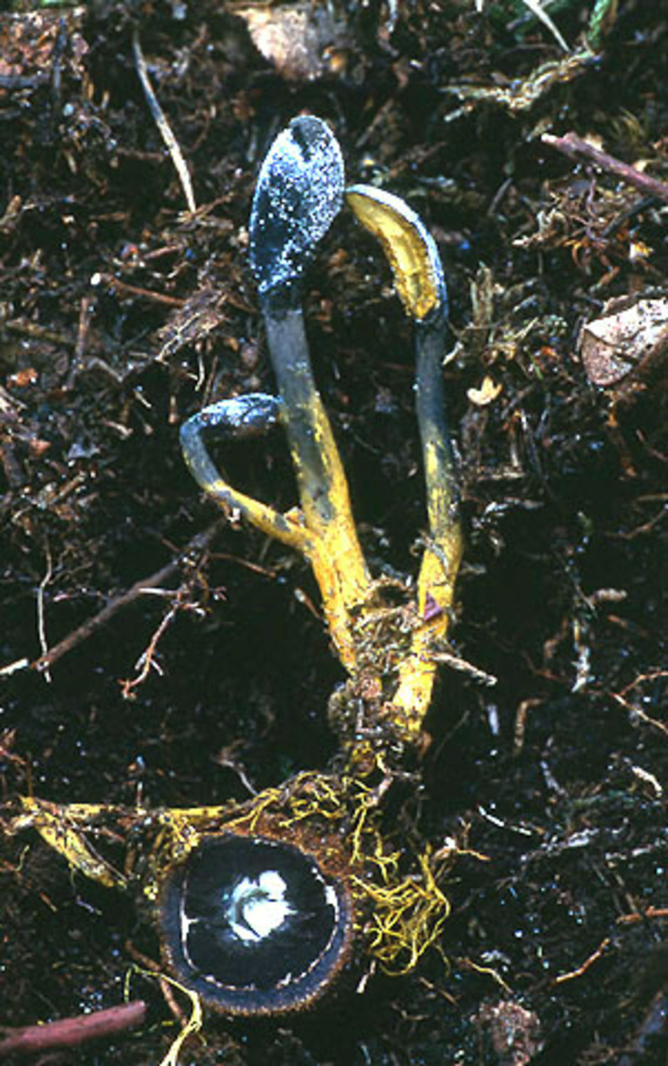 Smal svampklubba, Cordyceps ophioglossoides på marmorerad hjorttryffel, Elaphomyces muricatus.