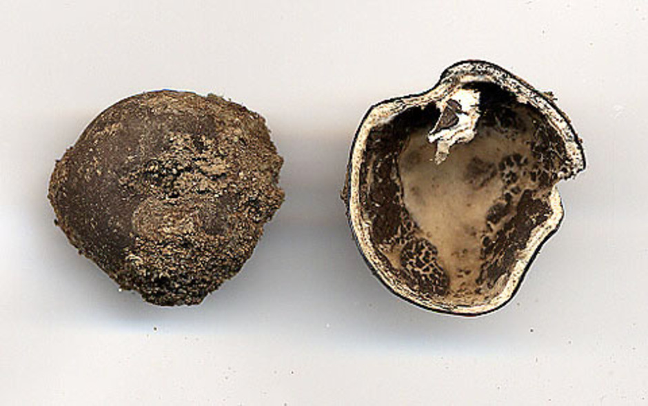 Slät hjorttryffel, Elaphomyces maculatus. Exemplaret är insamlat av Evert Plahn i oktober 1981 i Litslena socken, Uppland. Ur Naturhistoriska Riksmuseets samlingar.