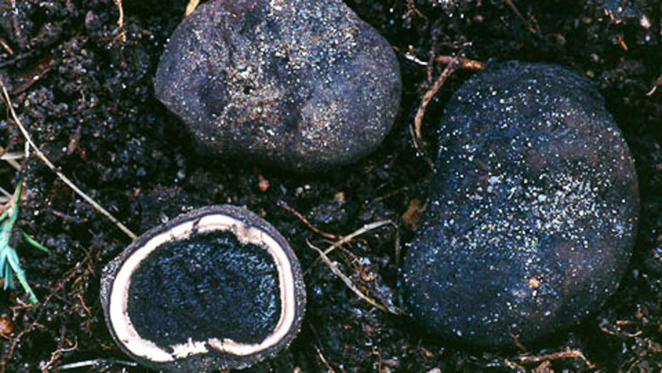 Svart hjorttryffel, Elaphomyces anthracinus. 
