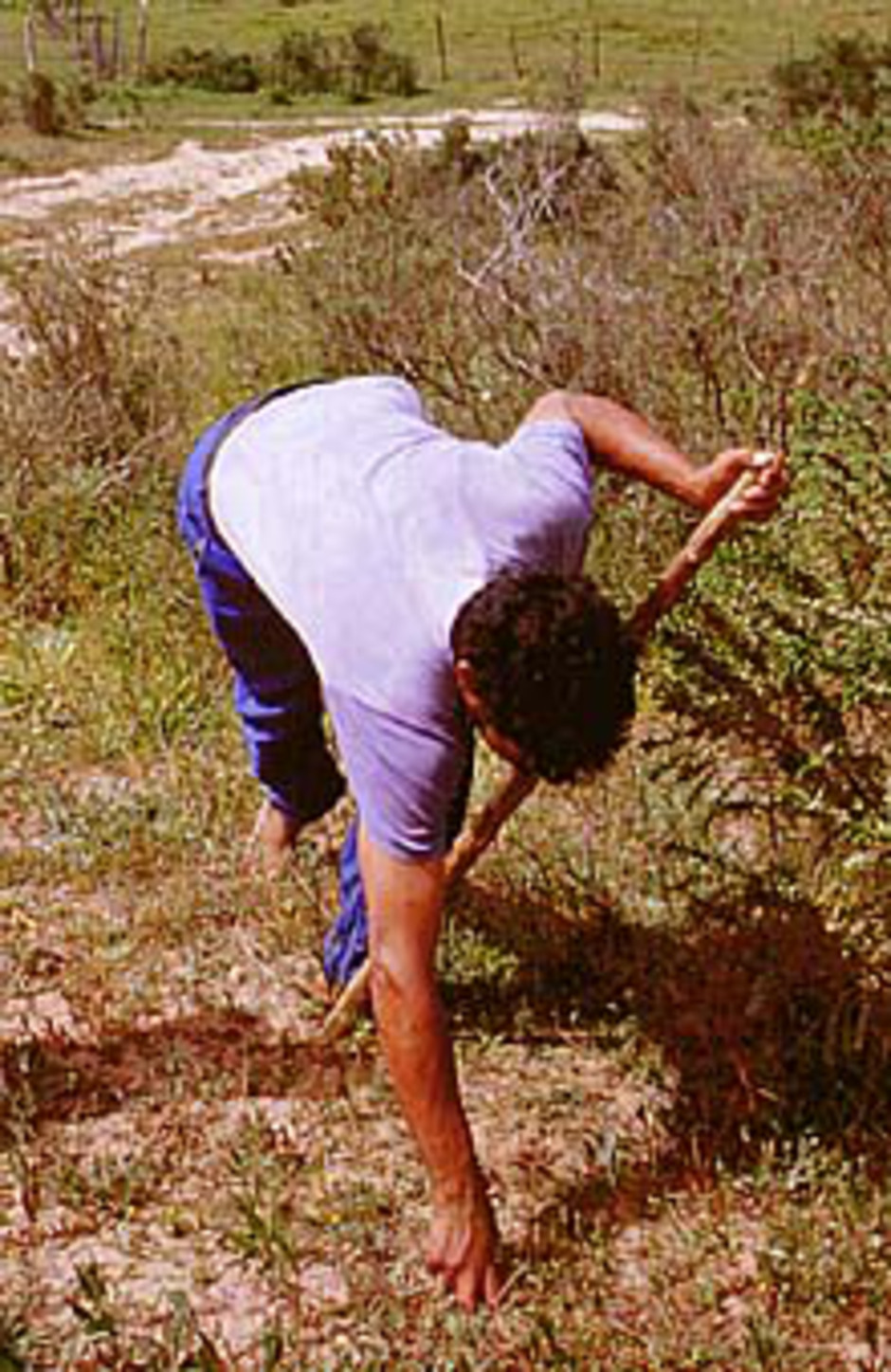 En skogvaktare letar efter ökentryffel i Maamora, en gles korkeksskog strax öster om Rabat, Marockos huvudstad. Han slår med sin käpp i den mjuka sanden tills käppen träffar ett hårt föremål. Då känner han på sanden med fingrarna och gräver fram en fruktkropp av Terfezia.