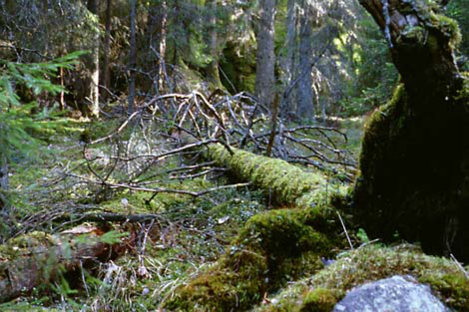 I en skog som den på bilden, där det är gott om döda träd i olika stadier av nedbrytning, trivs många arter av tickor. Många rödlistade arter återfinns i den här naturtypen. Foto: Johan Allmér.