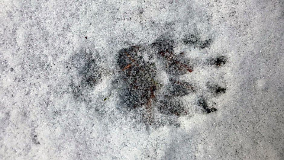 Ett spår i snön från en grävling.
