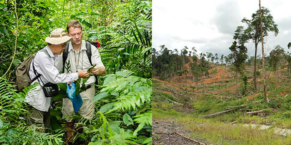 Researchers in the tropics and a deforested rainforest.