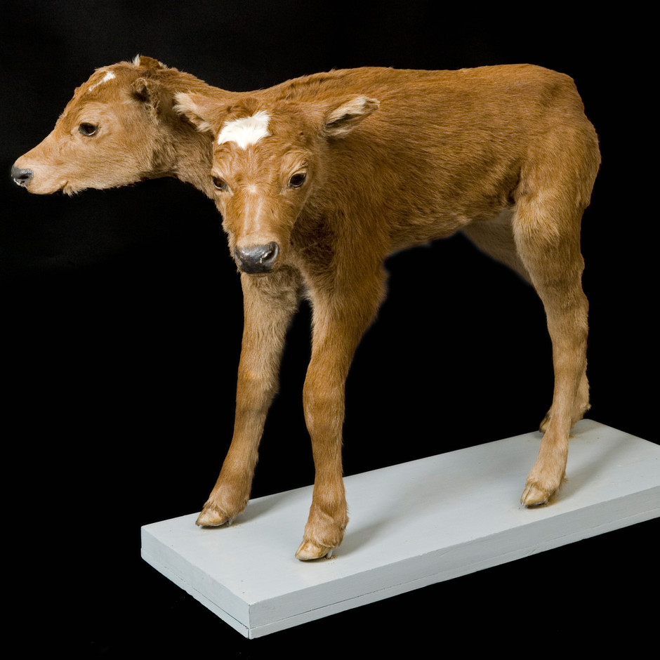 Calf with two heads.