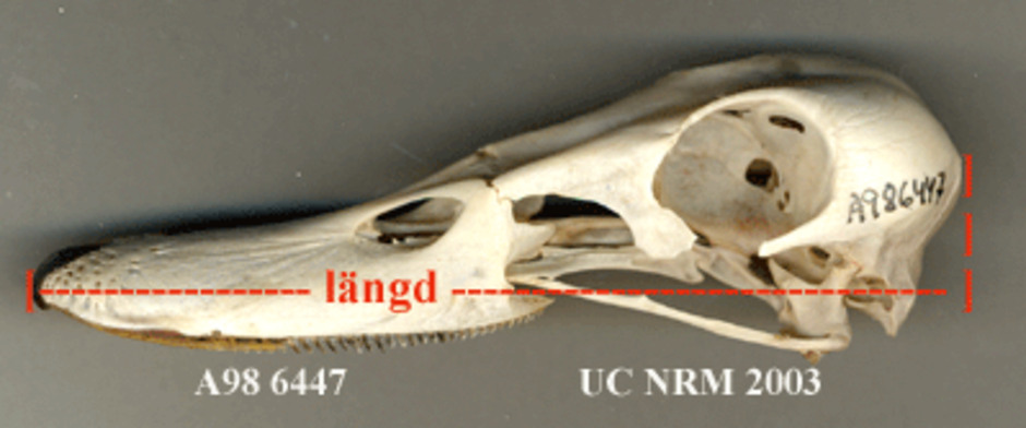 Skallens längd = Avståndet från näbbspetsen till kraniets bakre välvning