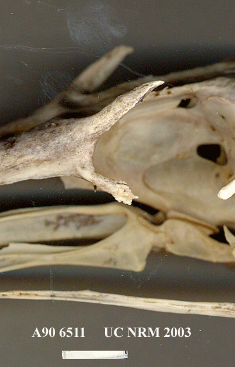 Detalj av kraniet kring ögonregionen, från sidan.