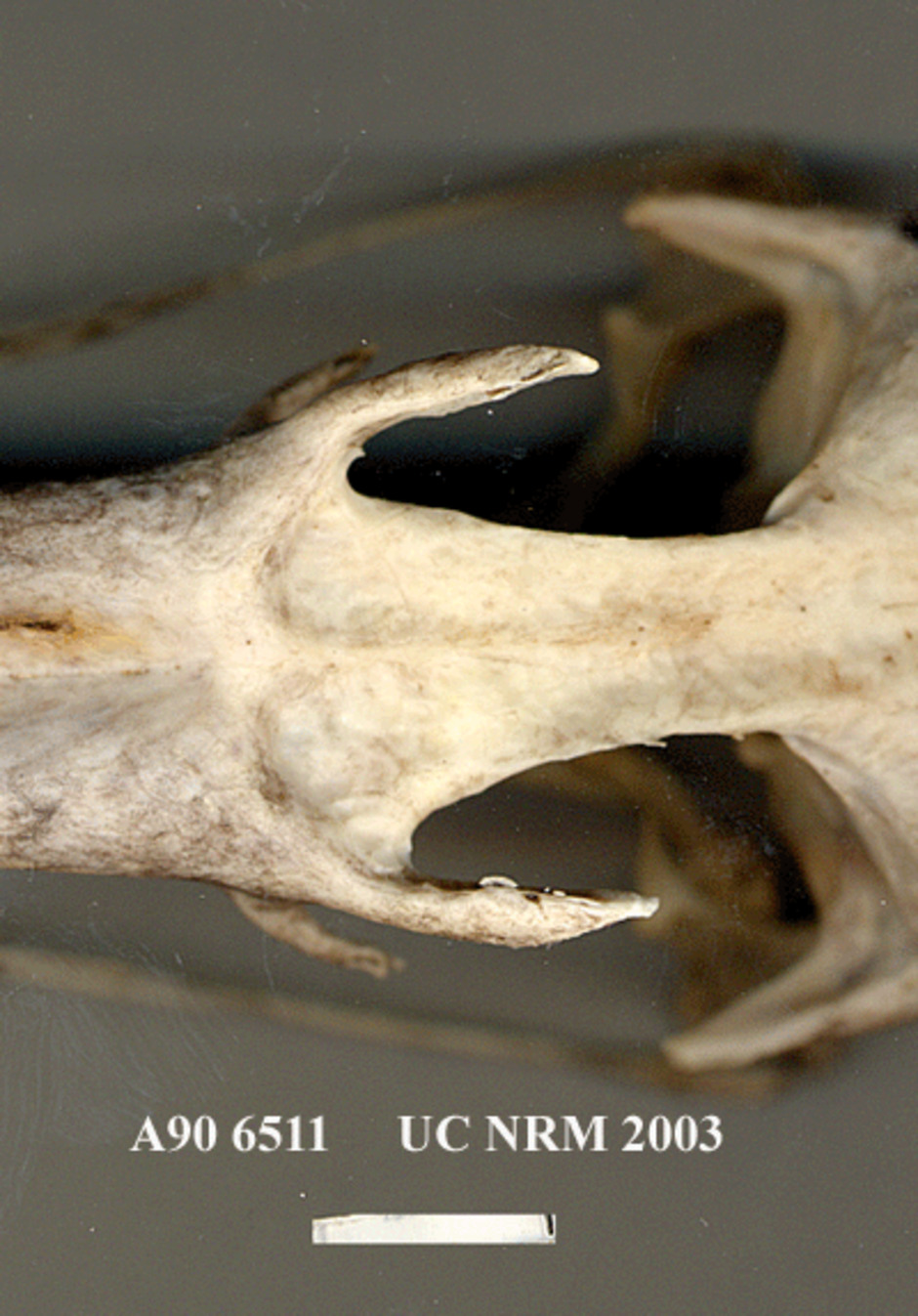 Detalj av kraniet kring ögonregionen, från ovansidan.