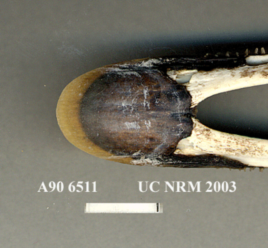 Detalj av näbbens framspets av underkäke, från undersidan.