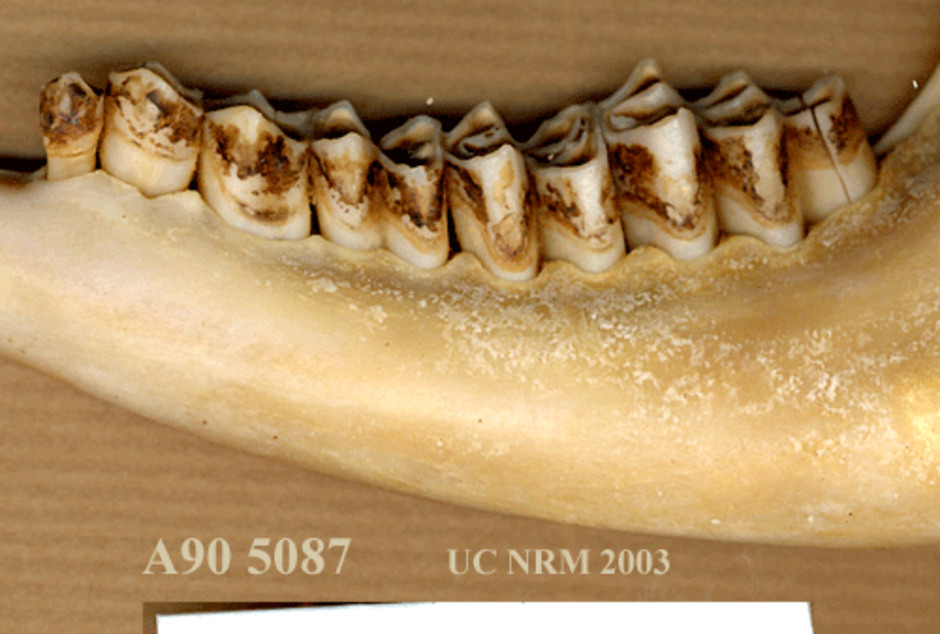 Detaljbild av tänderna från utsidan