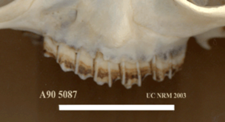 Detaljbild av tänderna i överkäken, från utsidan.