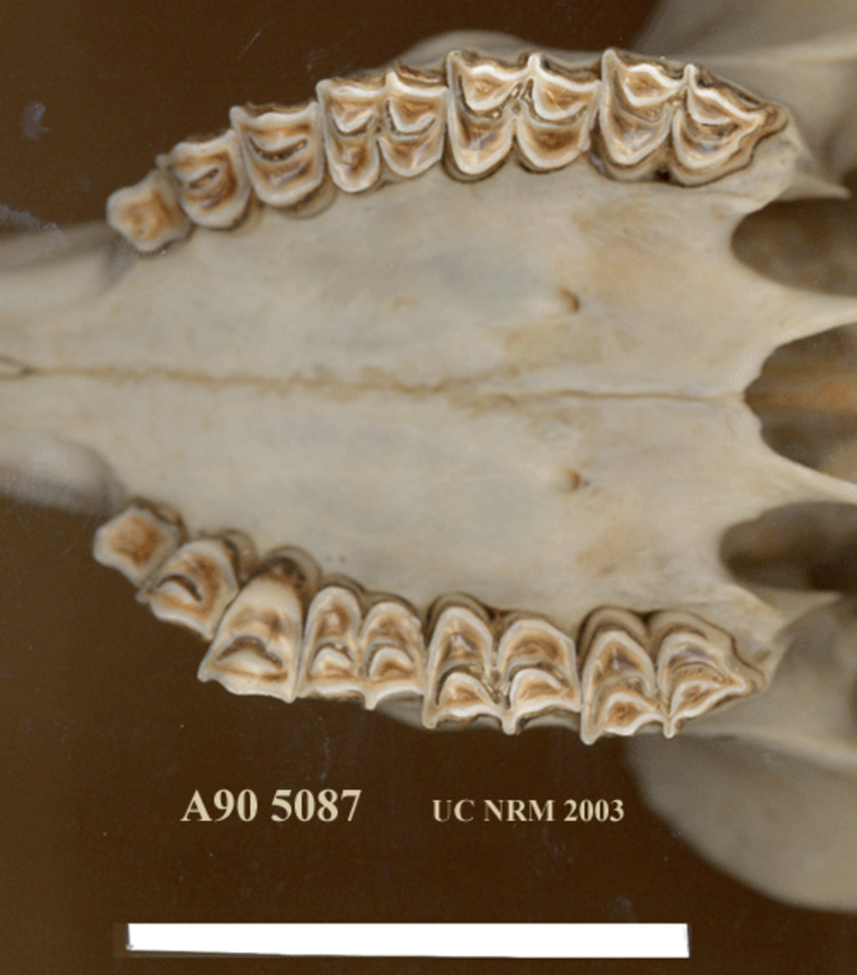 Detaljbild av tänderna från undersidan av kraniet.
