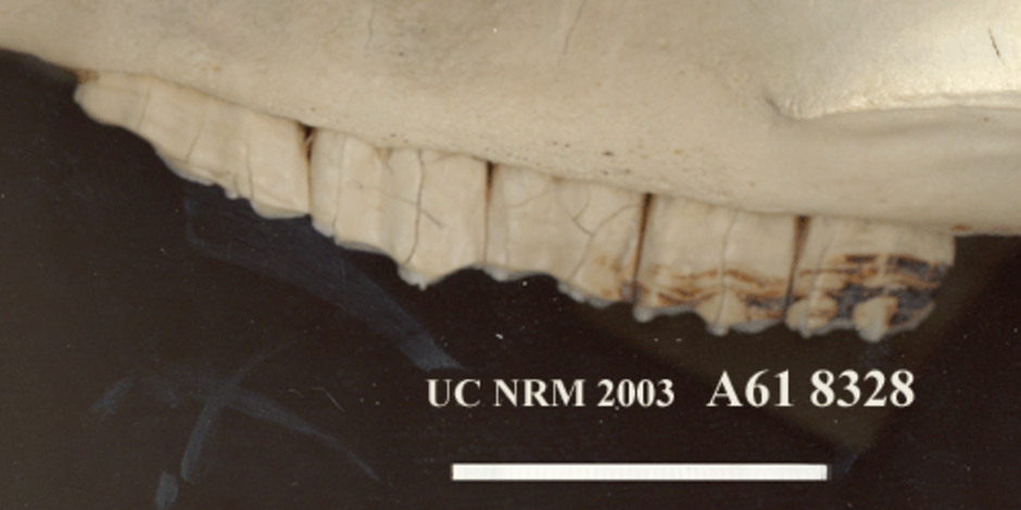 Detaljbild av tänderna från sidan av kraniet.