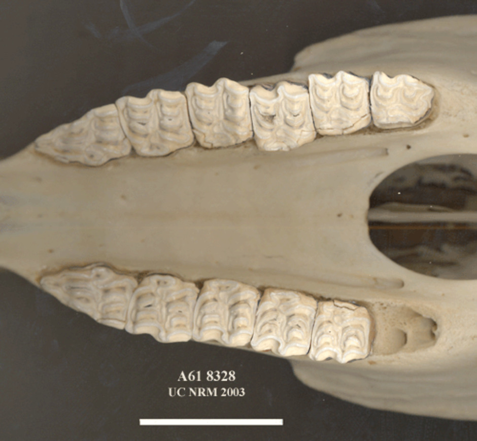 Detalbild av tändernas undersida.