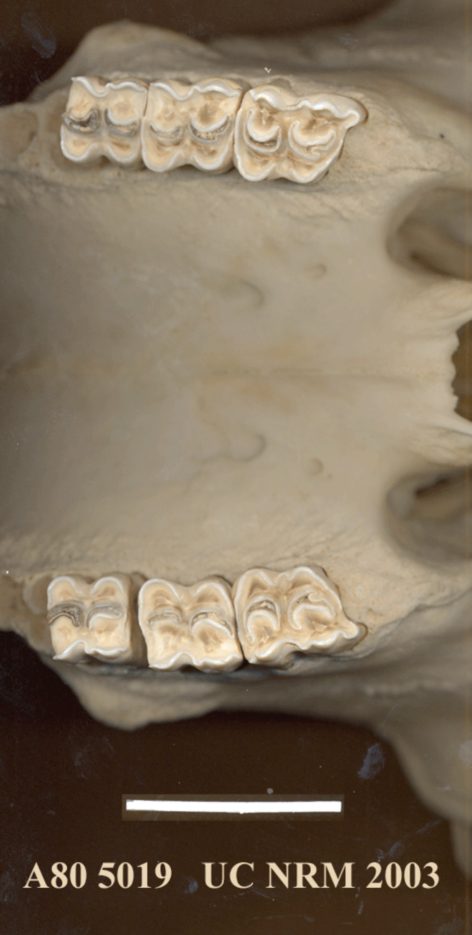 Detalj av tänderna i kraniet.