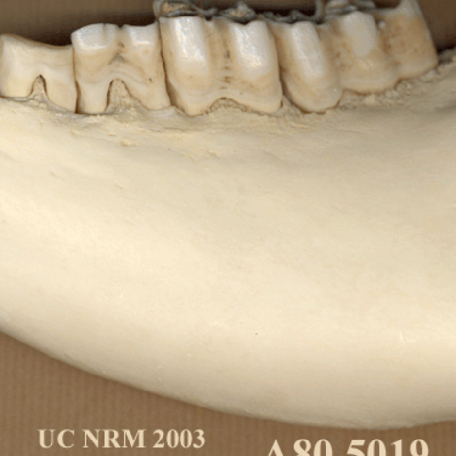 Detalj av tänderna från sidan av underkäken.