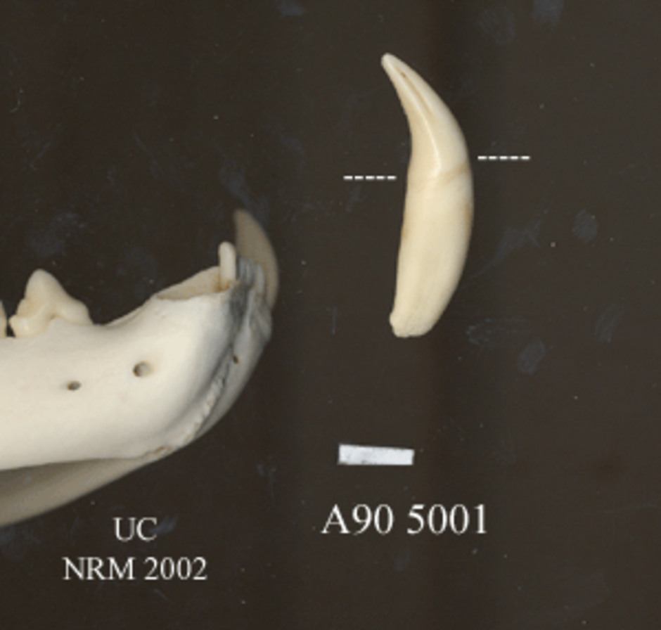 Främre delen av höger underkäke med lös hörntand. Den streckade linjen markerar gränsen för tandens infattning i käkbenet.