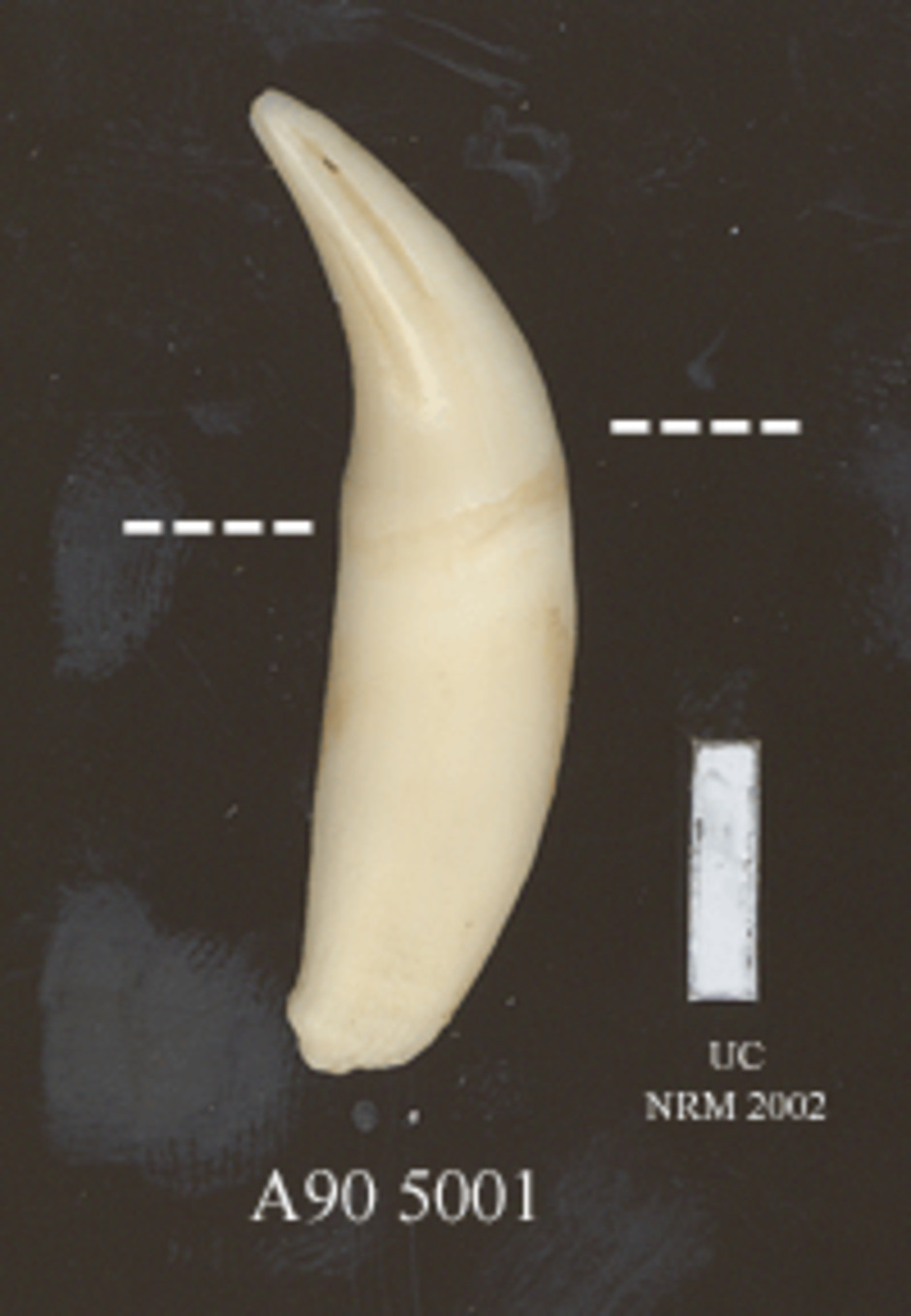 Detalj av hörntanden. Den streckade linjen markerar gränsen för tandens infattning i käkbenet. Skalstrecket = 10 mm.