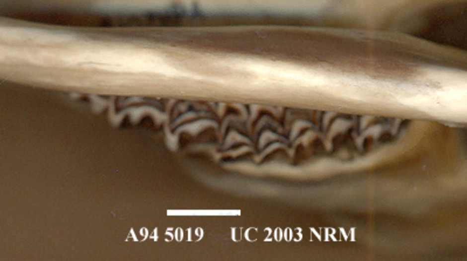 Detalj av de överlappande kindtänderna i under och överkäken, snett underifrån. (Skalstrecket = 10 mm).