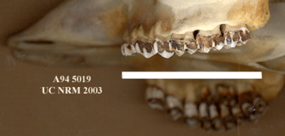 Detalj av överkäkens tänder från sidan.