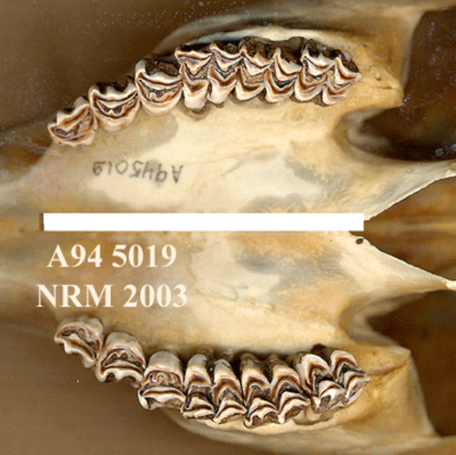 Detalj av överkäkens tänder underifrån.