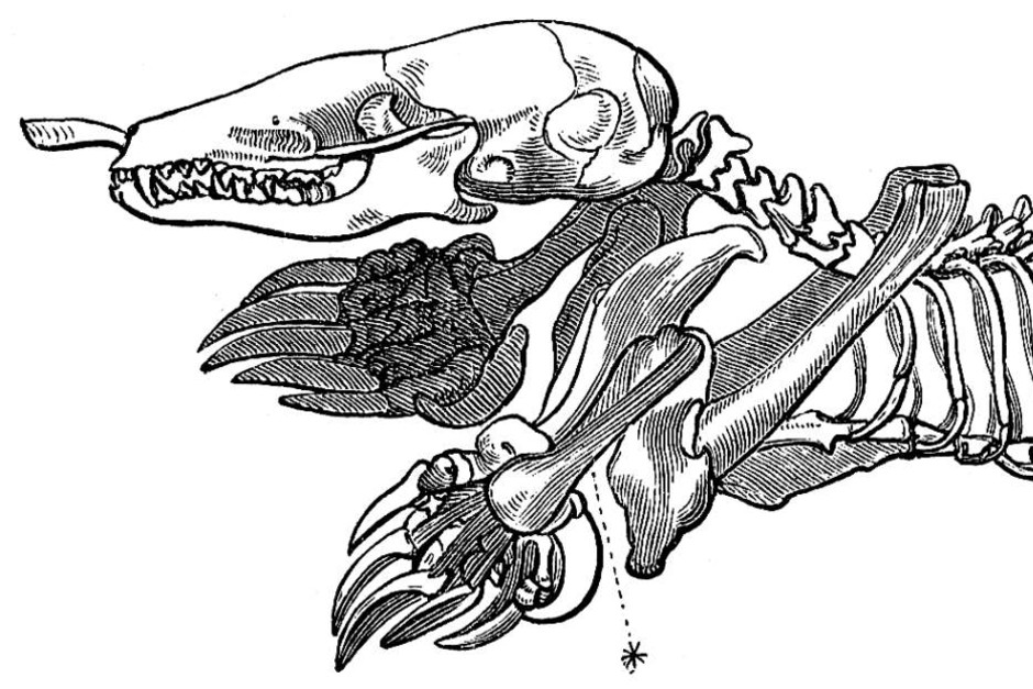 Illustration av däggdjursskelett