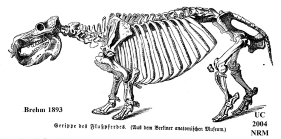 Flodhäst, Hippotatamus ambibius.