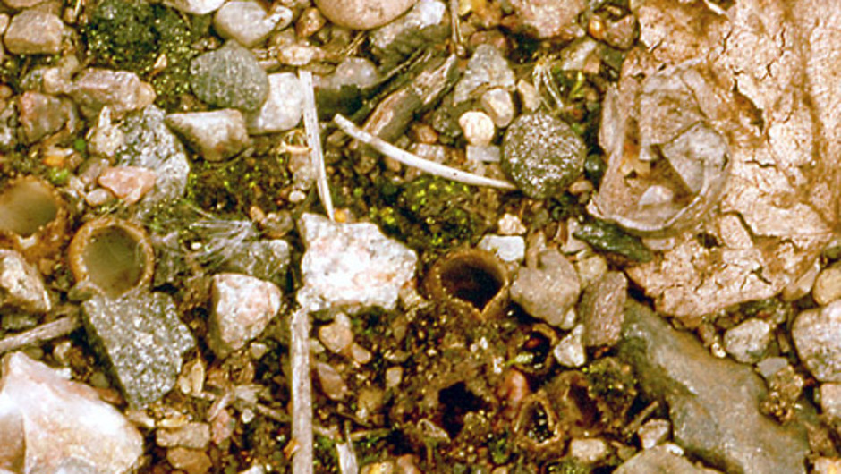Sandskål, Geopora arenicola. Foto: Åke Strid