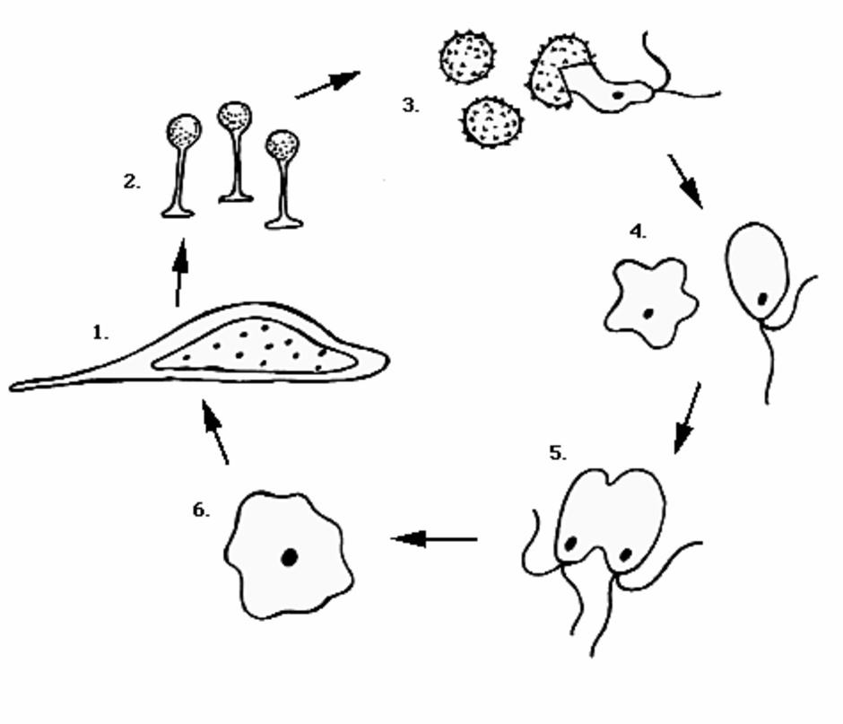 Slemsvamparnas livscykel