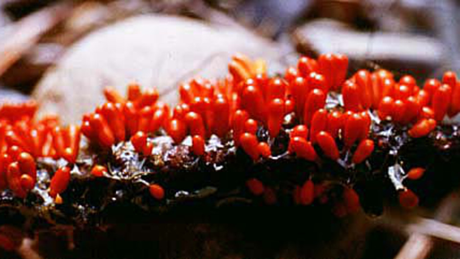 Röda nybildade sporangier av glansgryn (Leocarpus fragilis). Någon timme efter att bilden tagits hade de mognat och bivit bruna. Foto: Klas Jaederfeldt.