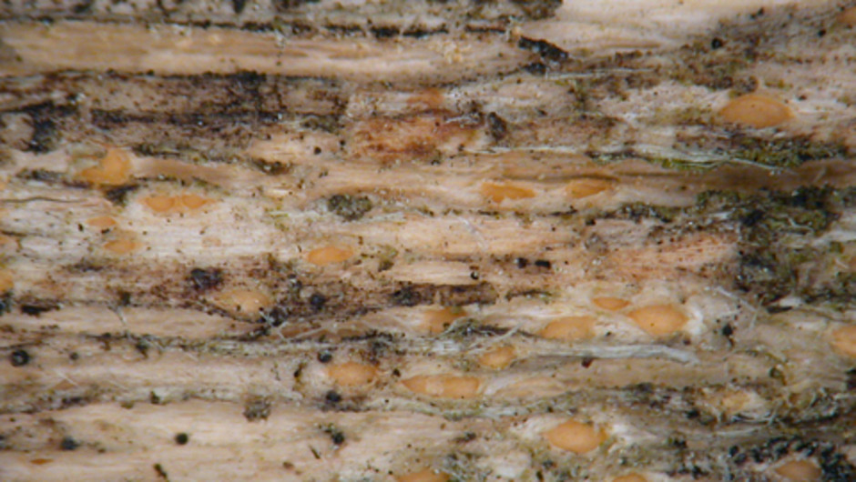 Cryptodiscus pallidus (Gilenstam 2694, UPS). Blekt orangefärgade fruktkroppar nedsänkta i ved. Foto: Elisabeth Baloch