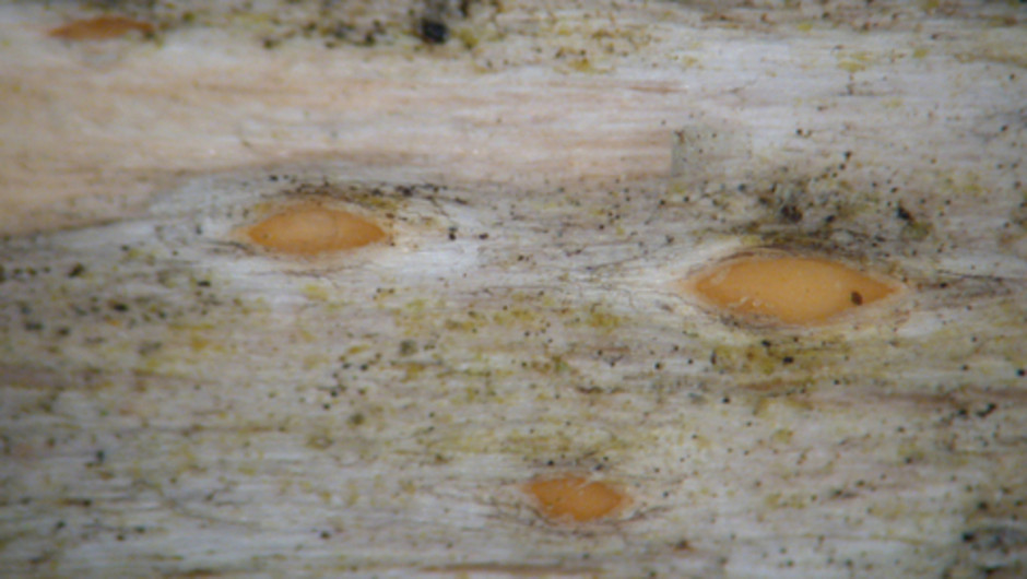 Cryptodiscus pallidus (Gilenstam 2475, UPS). Blekt orangefärgade fruktkroppar nedsänkta i ved. Foto: Elisabeth Baloch