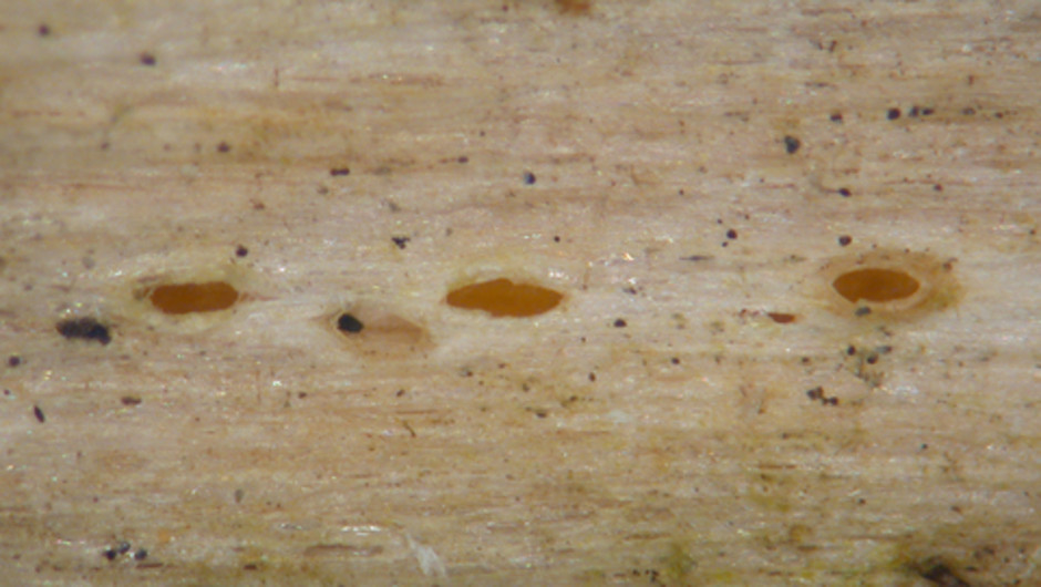 Cryptodiscus foveolaris, samlad av Elisabeth Baloch i Uppland 2007. Blekt orangefärgade fruktkroppar nedsänkta i ved. Ur Naturhistoriska riksmuseets samlingar (S-F94223). Foto: Elisabeth Baloch