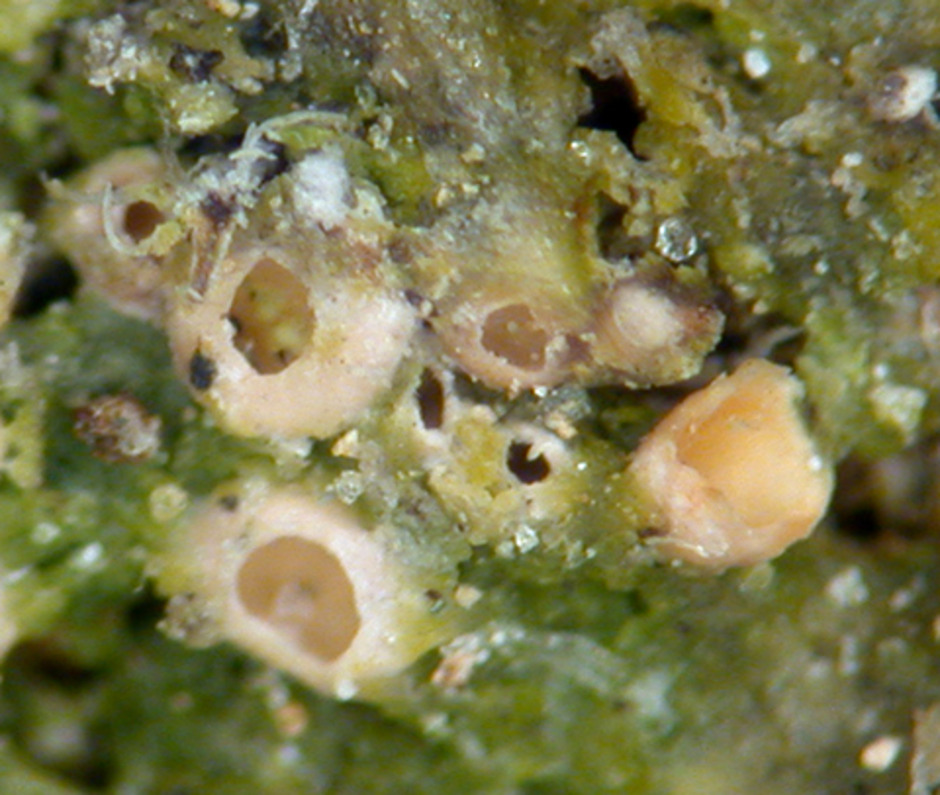 Cryptodiscus-art som är en lav – det gröna runt fruktkropparna är algerna som svampen växer tillsammans med. Foto: Elisabeth Baloch