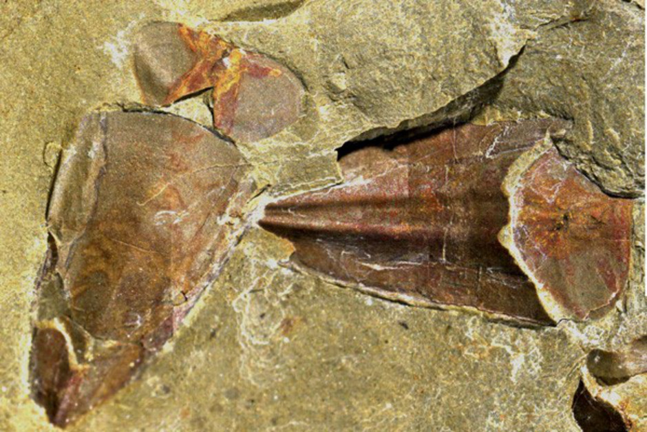 Två exemplar av hyoliter (konformade fossil med lock) i sediment