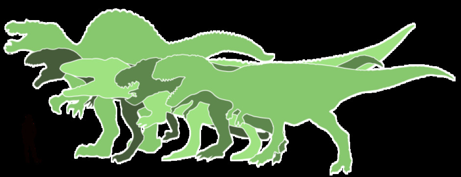 De största av kritas köttätande dinosaurier, jämfört med människa. Från vänster/längst bak: Spinosaurus, Giganotosaurus, Carchardontosaurus, T-rex och längst fram Mapusaurus. Illustration: Annica Roos