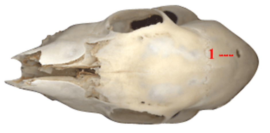 Rådjurskranium med huggmärke efter räv (1=tandmärke). Foto: Ulf Carlberg