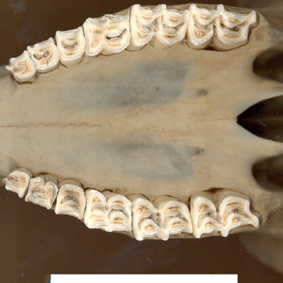 Detaljbild av tänderna underifrån i kraniet.
