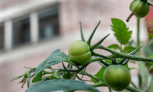 Gröna tomater på plantan.