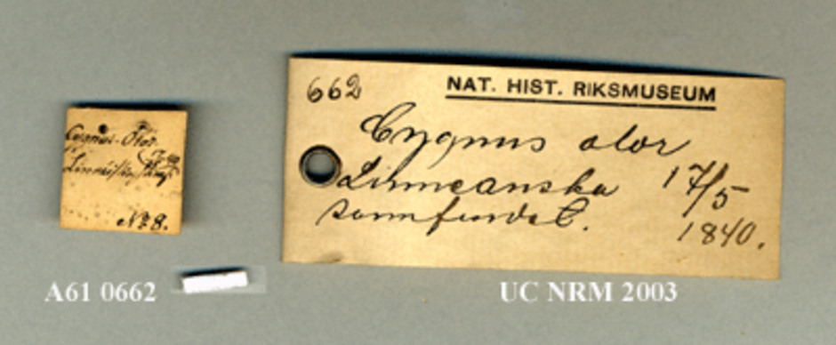 Originaletiketten från det Linneanska samfundet (till vänster) och Naturhistoriska riksmuseets äldre etikett (till höger). Skalstrecket = 10 mm.