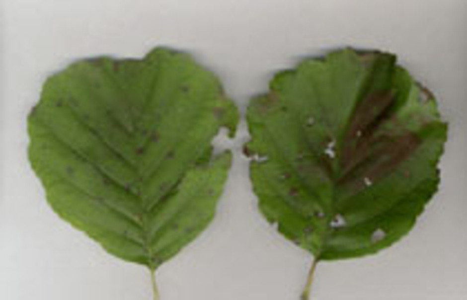 Klibbal, Alnus glutinosa, har inga egentliga höstfärger. 