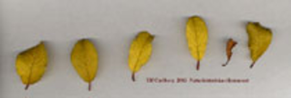 Slån, Prunus spinosa 