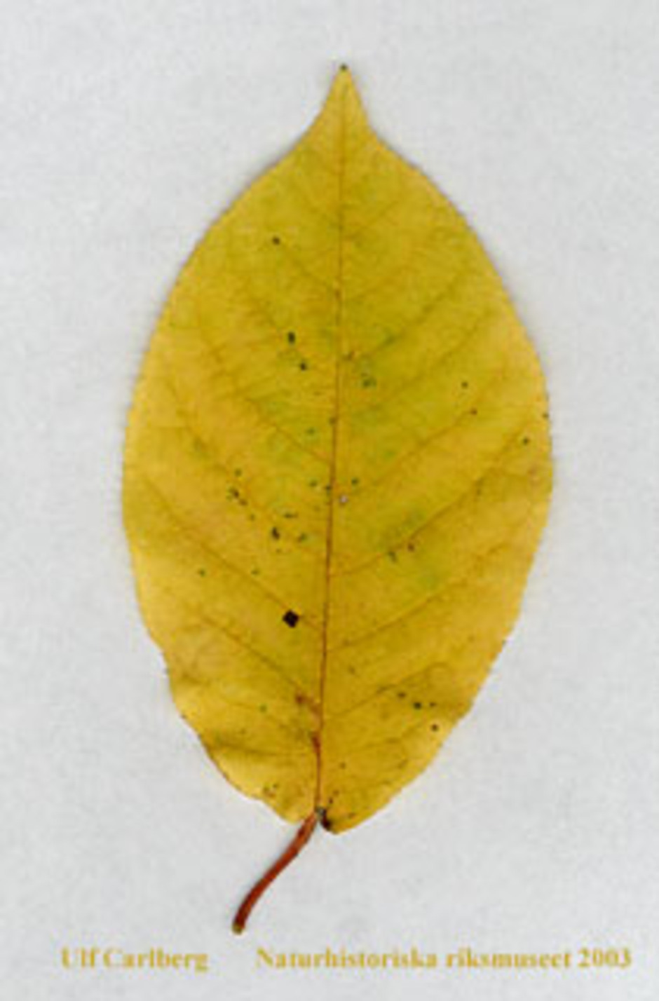 Hägg, Prunus padus 
