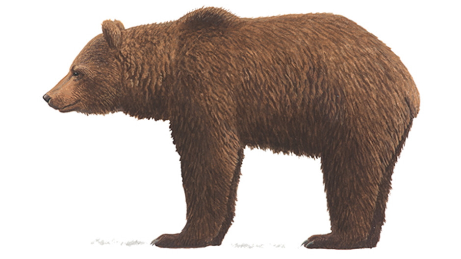 Illustration av en björn.