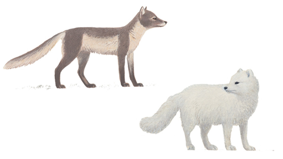 Illustration av fjällräv i sommar respektive vinterpäls.
