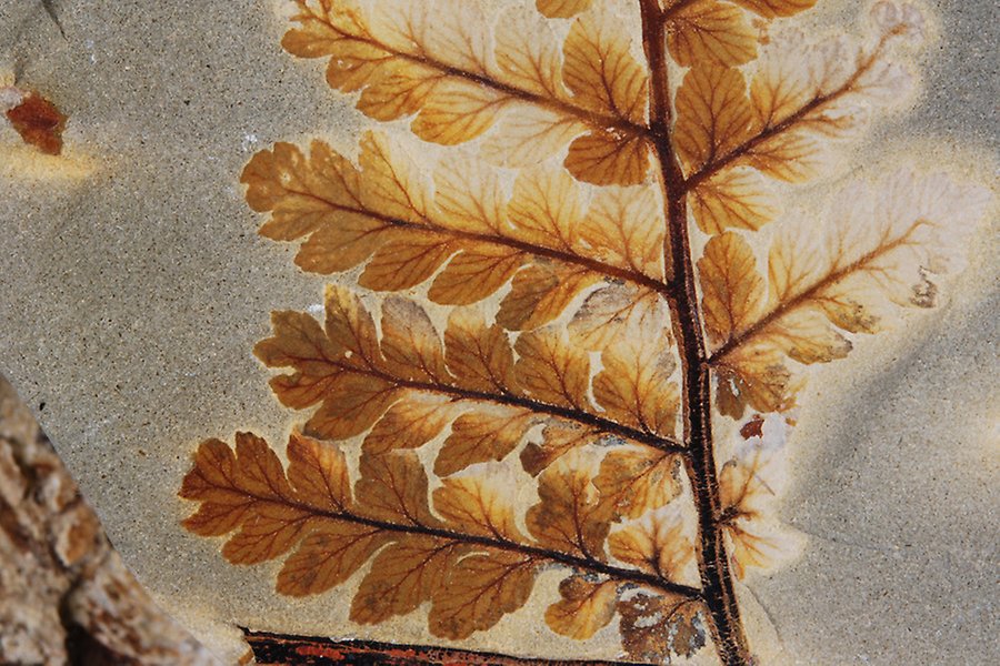 Fossilt blad i brunt med tydliga bladnerver på ljusare matrix